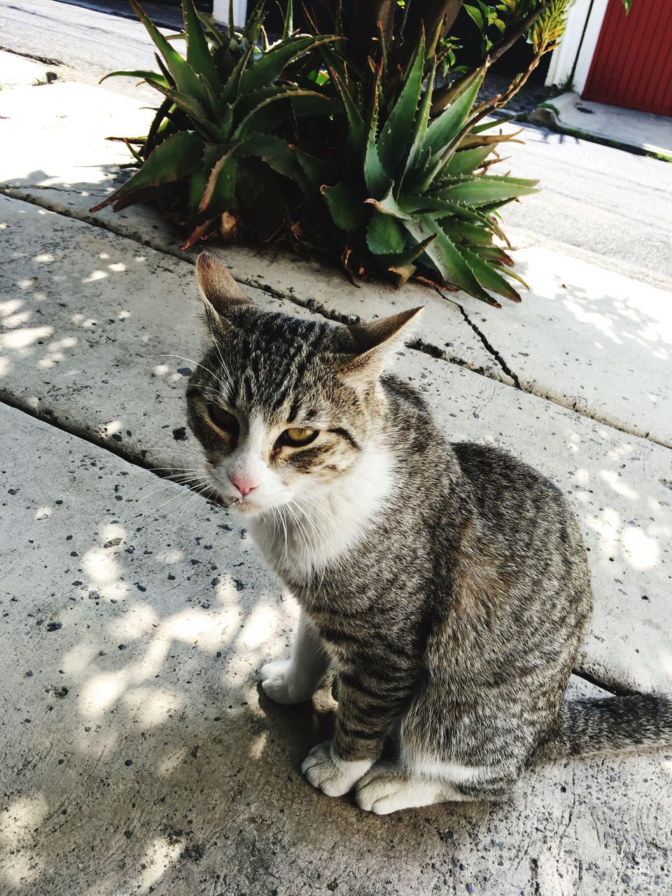 CAT SITTING BY PLANTS