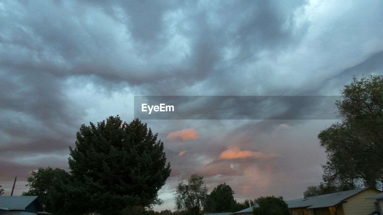 LOW ANGLE VIEW OF TREES AGAINST SKY