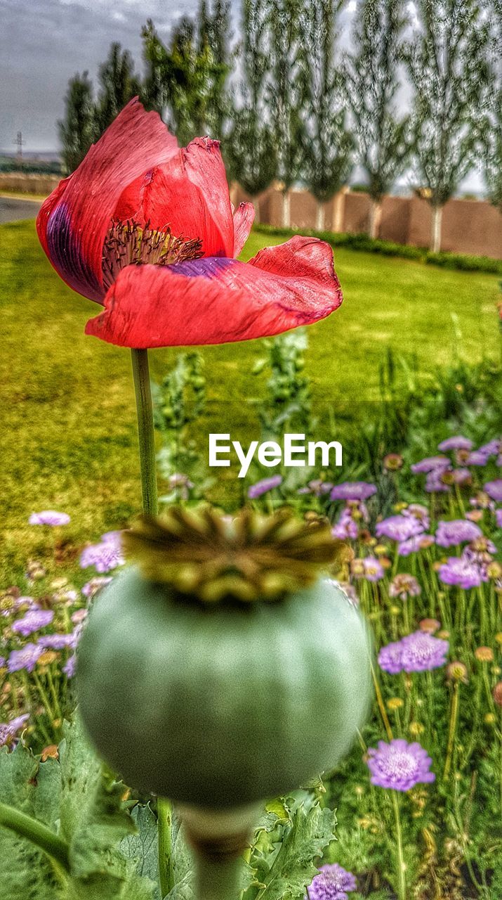 CLOSE-UP OF POPPY FLOWERS