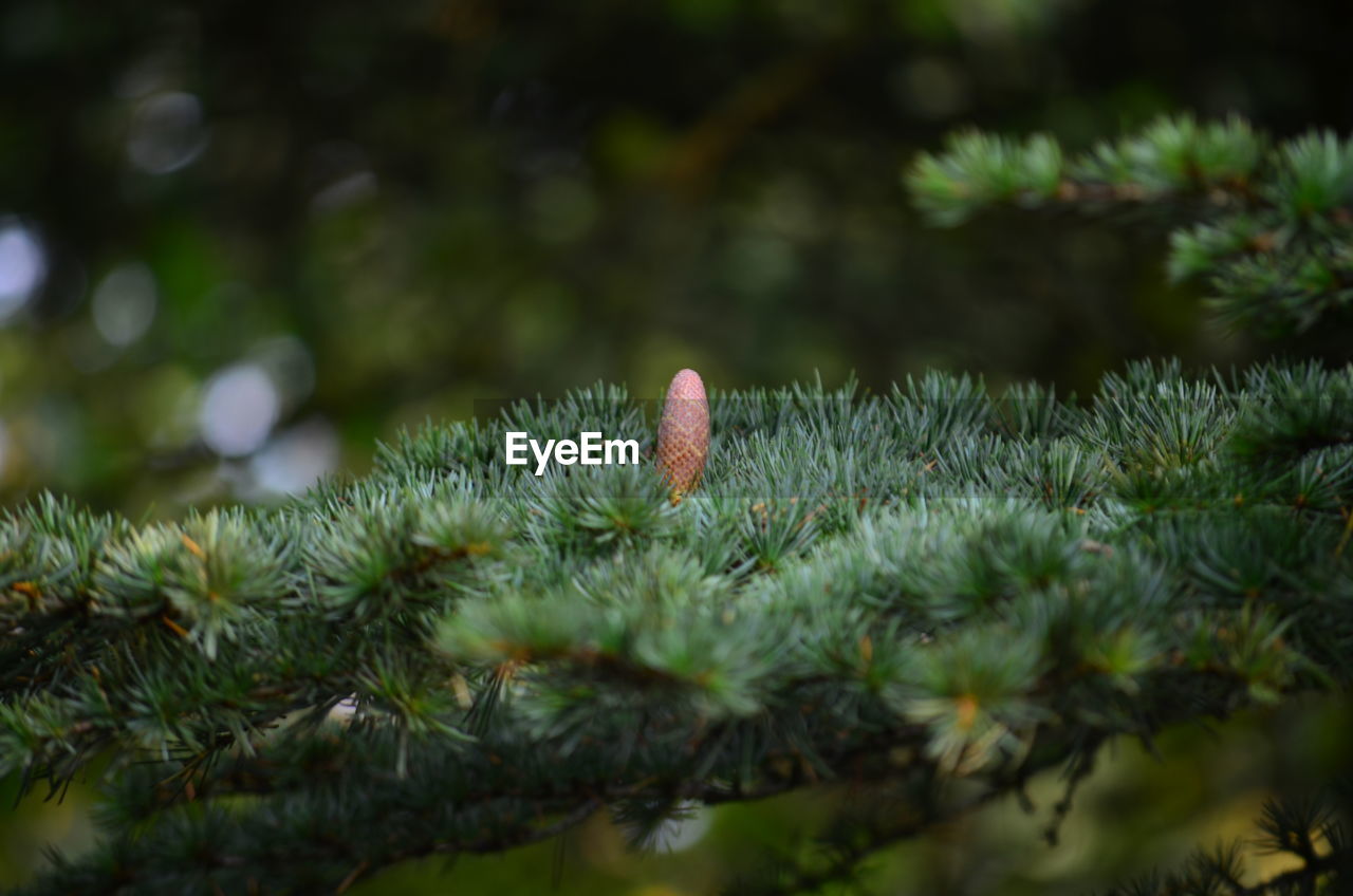 CLOSE-UP OF FERN AGAINST BLURRED PLANTS