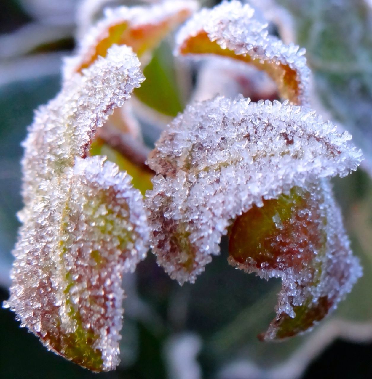CLOSE-UP OF WHITE FLOWERS ON FROZEN