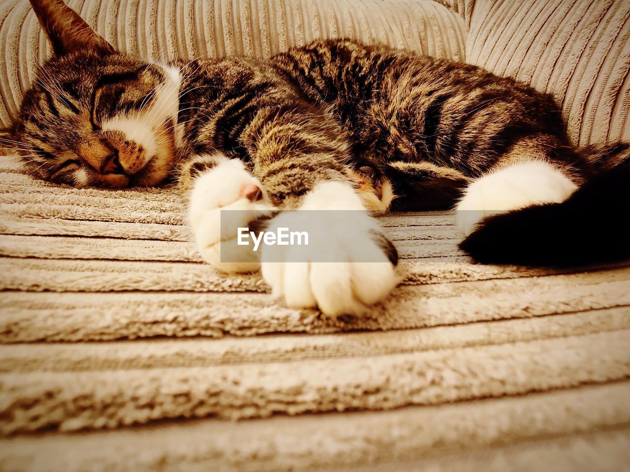 animal themes, animal, domestic animals, mammal, pet, cat, domestic cat, relaxation, one animal, feline, whiskers, lying down, sleeping, close-up, no people, resting, indoors, nap, small to medium-sized cats, kitten, felidae, sleep, tabby cat, eyes closed, furniture, high angle view