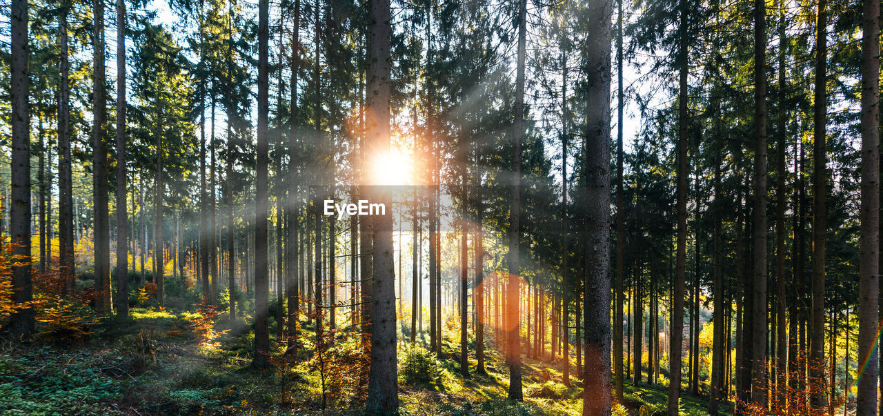 SUNLIGHT STREAMING THROUGH TREE TRUNKS IN FOREST