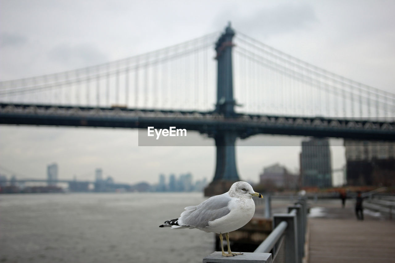 Seagull in front of the manhattan bridge at cloudy weather