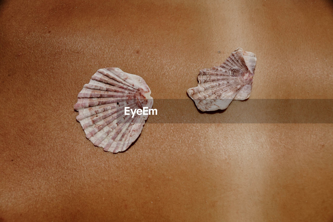 From above of various seashells placed on tanned body of crop unrecognizable female sunbathing on beach