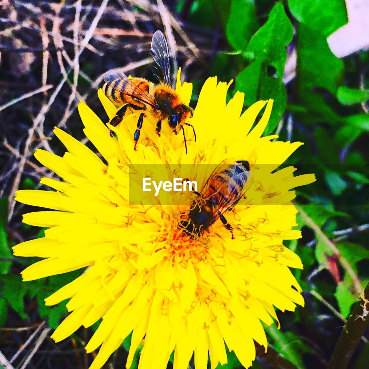 CLOSE-UP OF HONEY BEE POLLINATING ON FLOWER