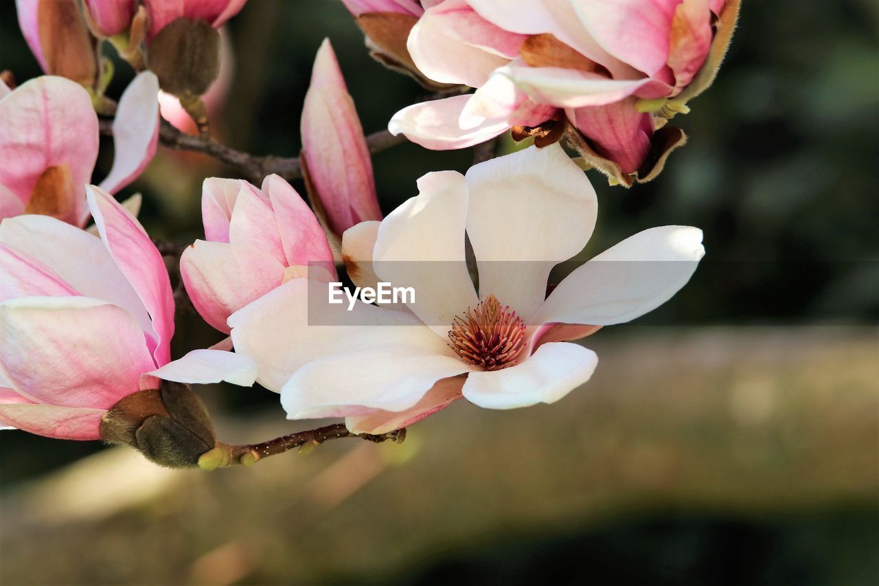 flower, plant, flowering plant, beauty in nature, freshness, pink, blossom, fragility, petal, close-up, flower head, nature, inflorescence, growth, macro photography, springtime, magnolia, focus on foreground, no people, spring, botany, pollen, tree, outdoors, branch, stamen, day, orchid