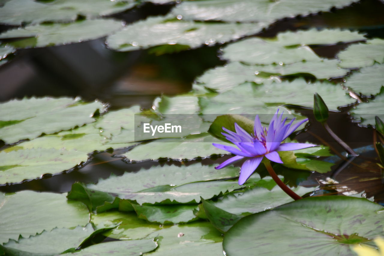 Close-up of purple lotus water lily in lake