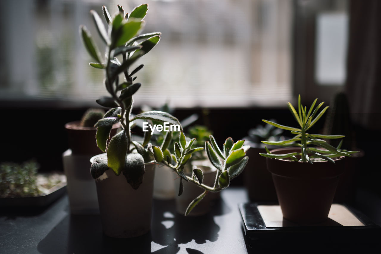 CLOSE-UP OF POTTED PLANT ON TABLE BY WINDOW