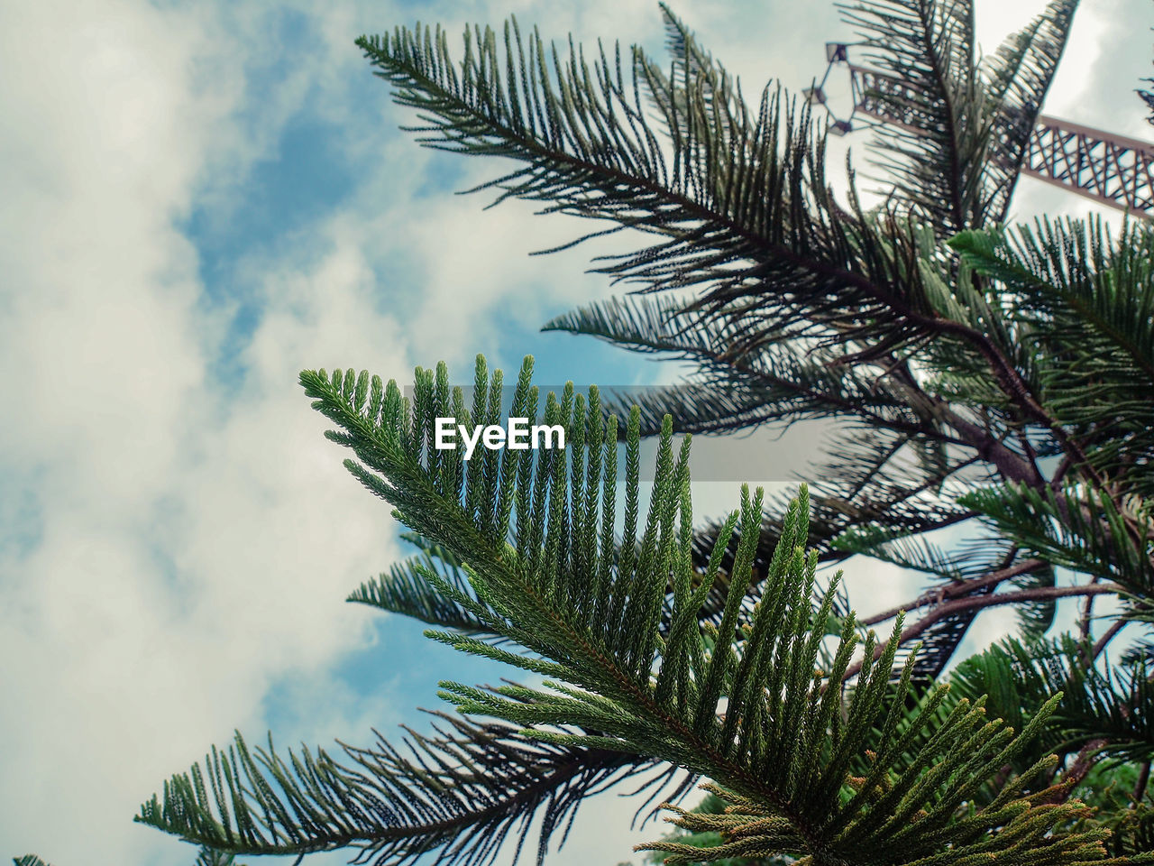 LOW ANGLE VIEW OF PALM TREES AGAINST SKY