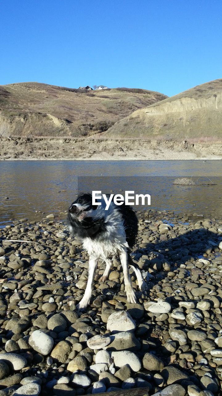 Dog shaking off on shore