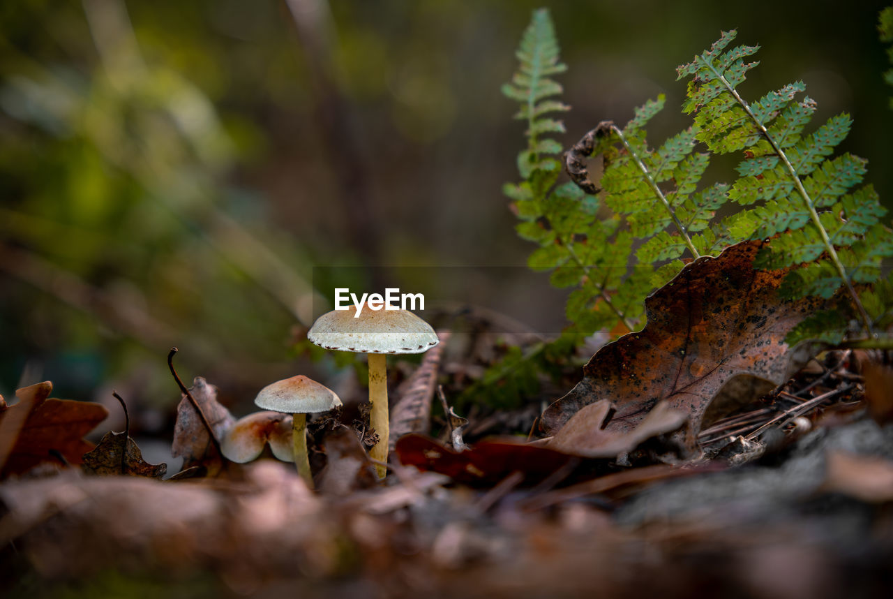 Close-up of mushroom growing in forest