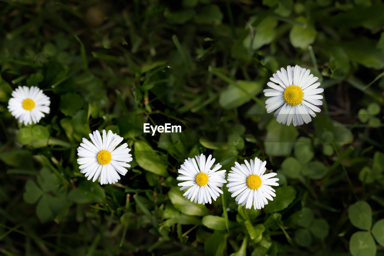 CLOSE-UP VIEW OF WHITE DAISY FLOWERS