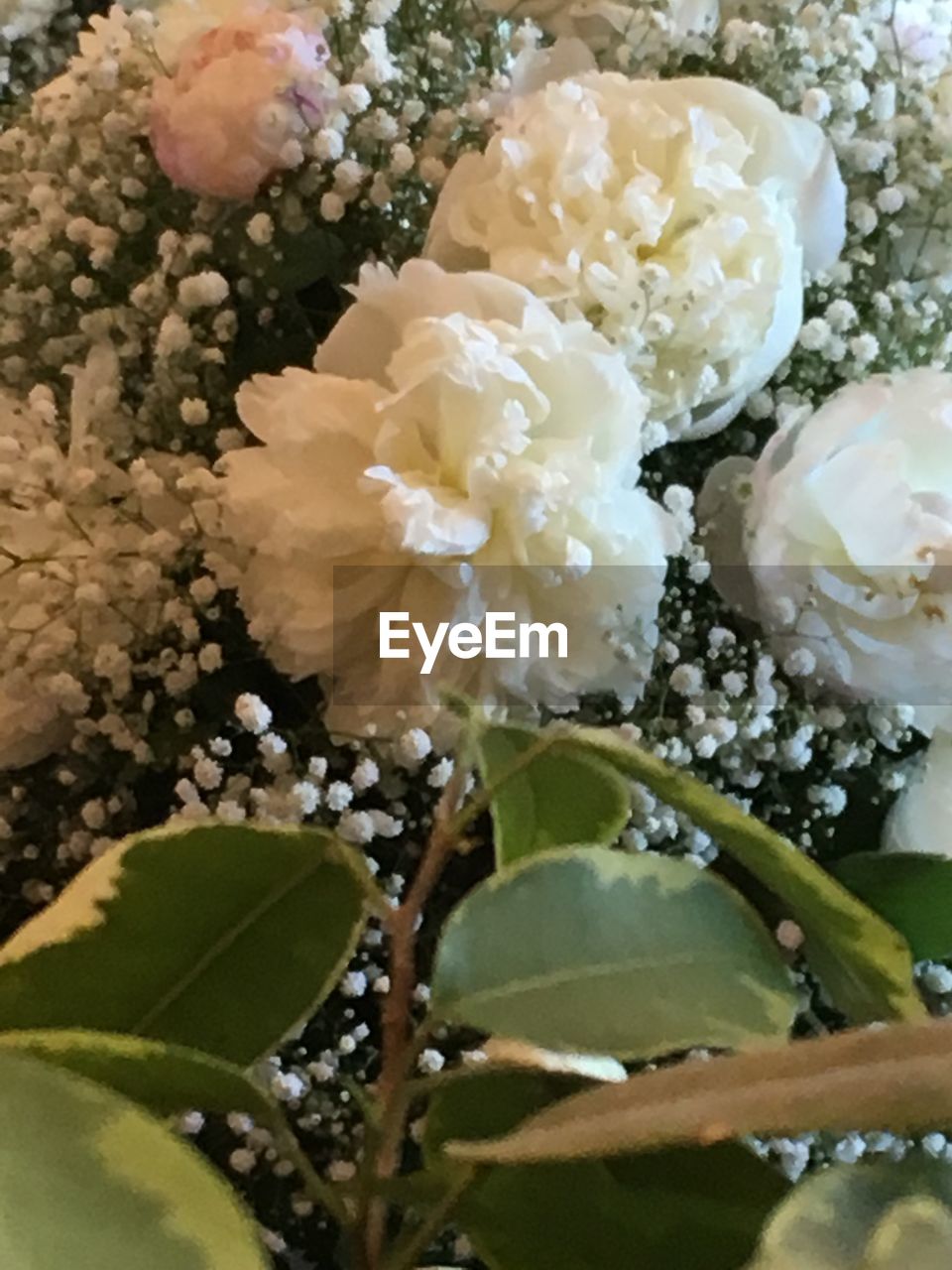 CLOSE-UP OF FLOWERS BLOOMING