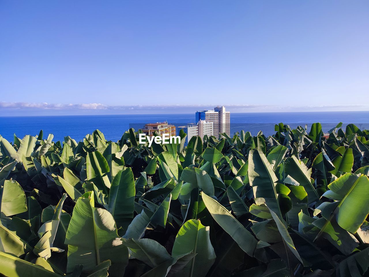 PLANTS GROWING ON SHORE AGAINST SKY