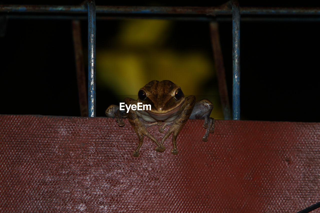 Close-up of a frog on trellis