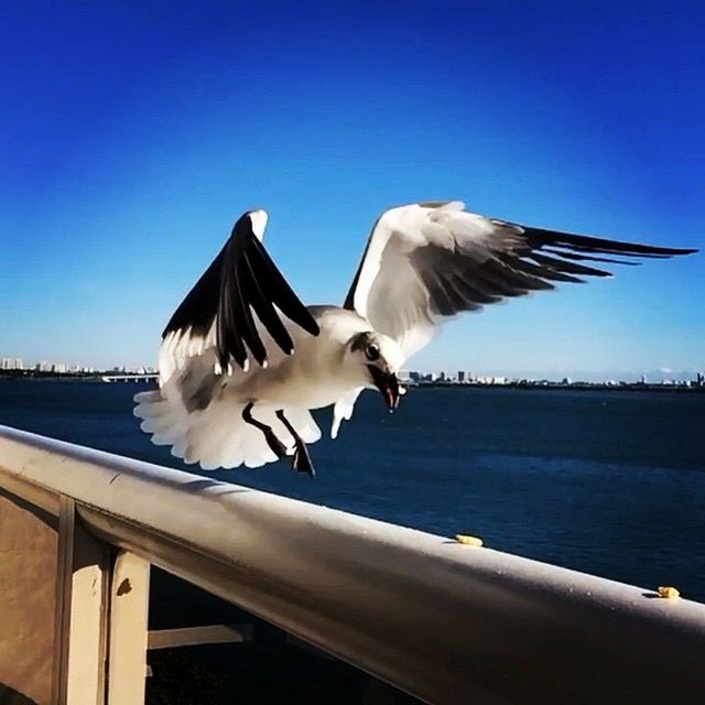 SEAGULLS FLYING OVER WATER