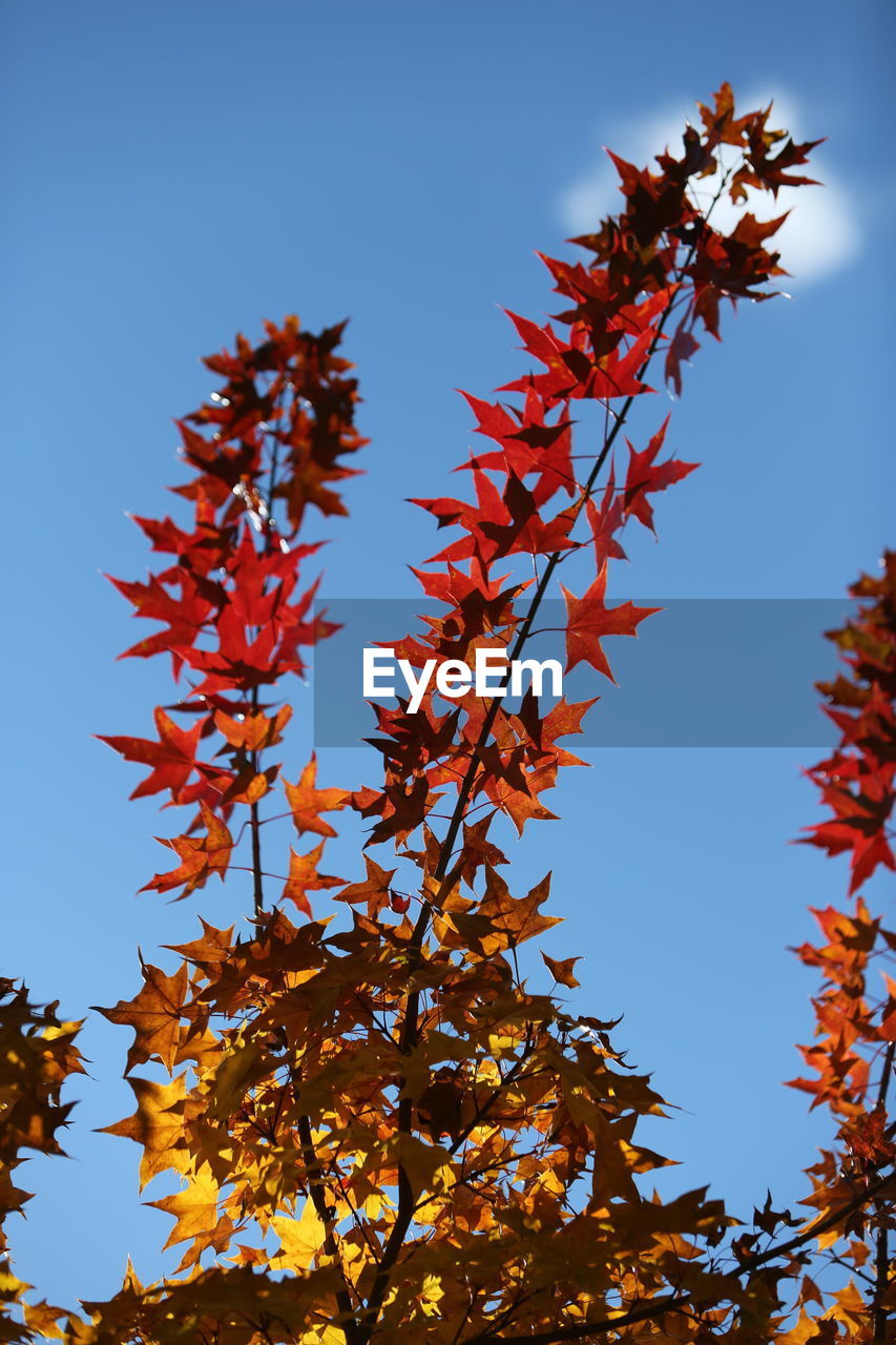 LOW ANGLE VIEW OF AUTUMNAL TREE AGAINST CLEAR SKY