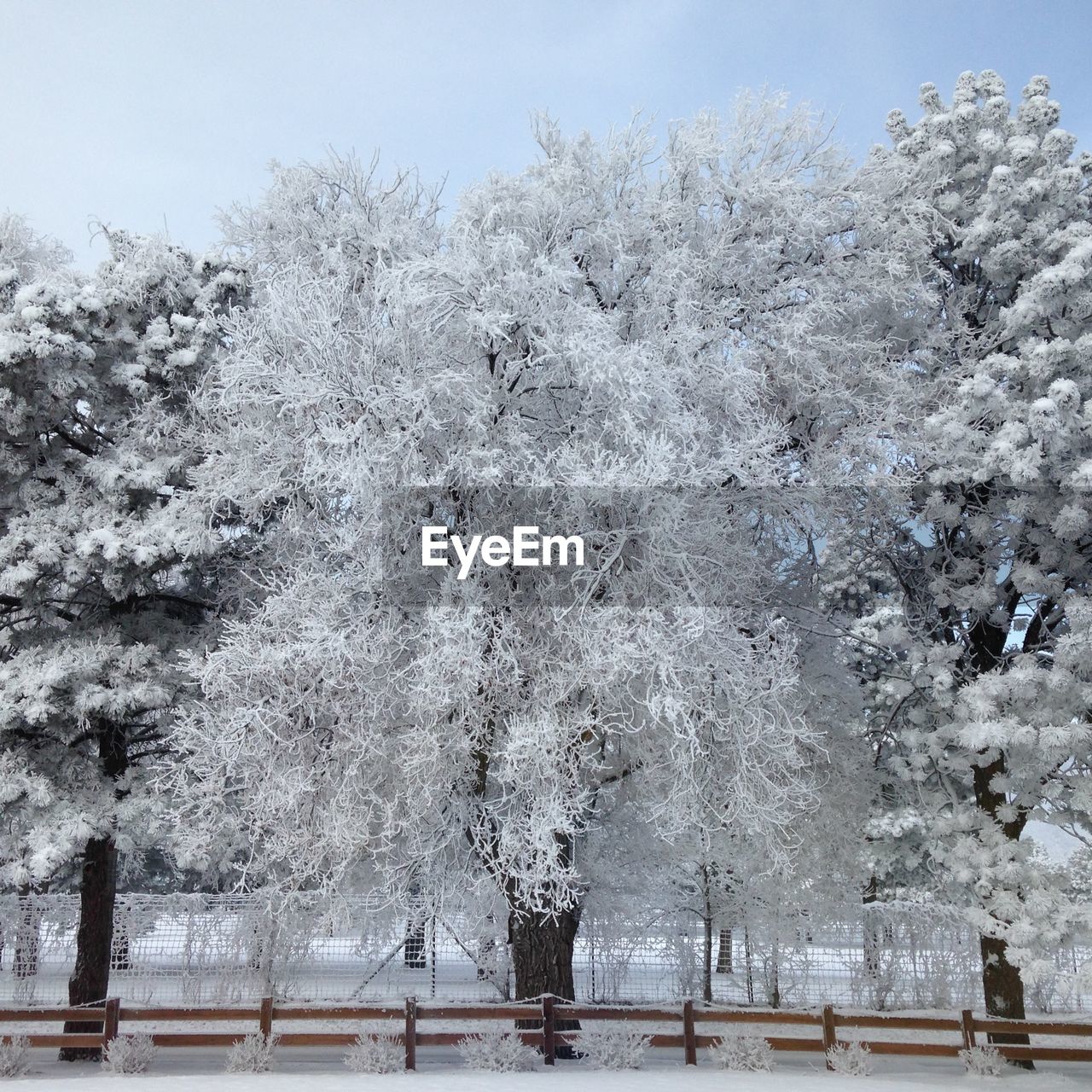 Close-up of snow covered trees against sky