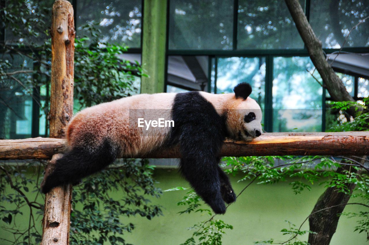 View of a panda in zoo