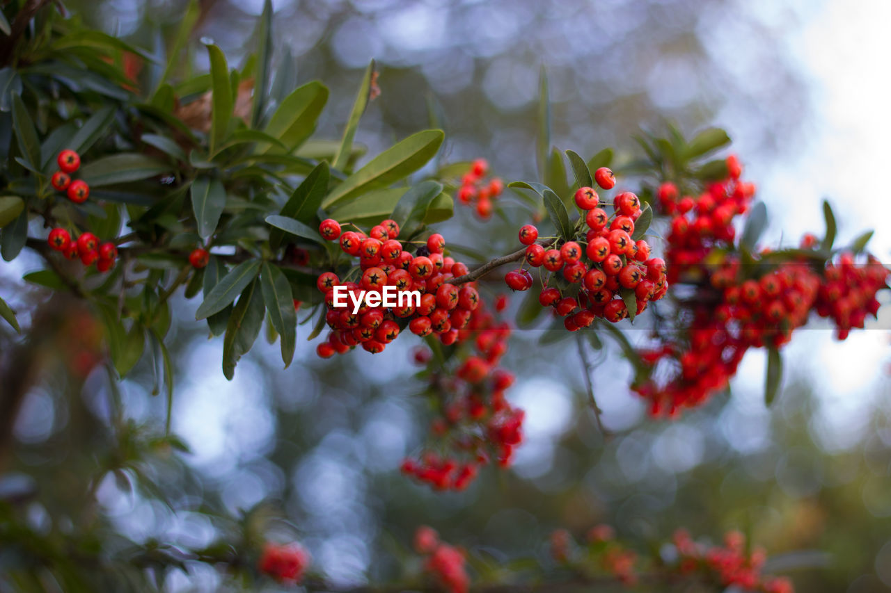 RED BERRIES GROWING ON TREE