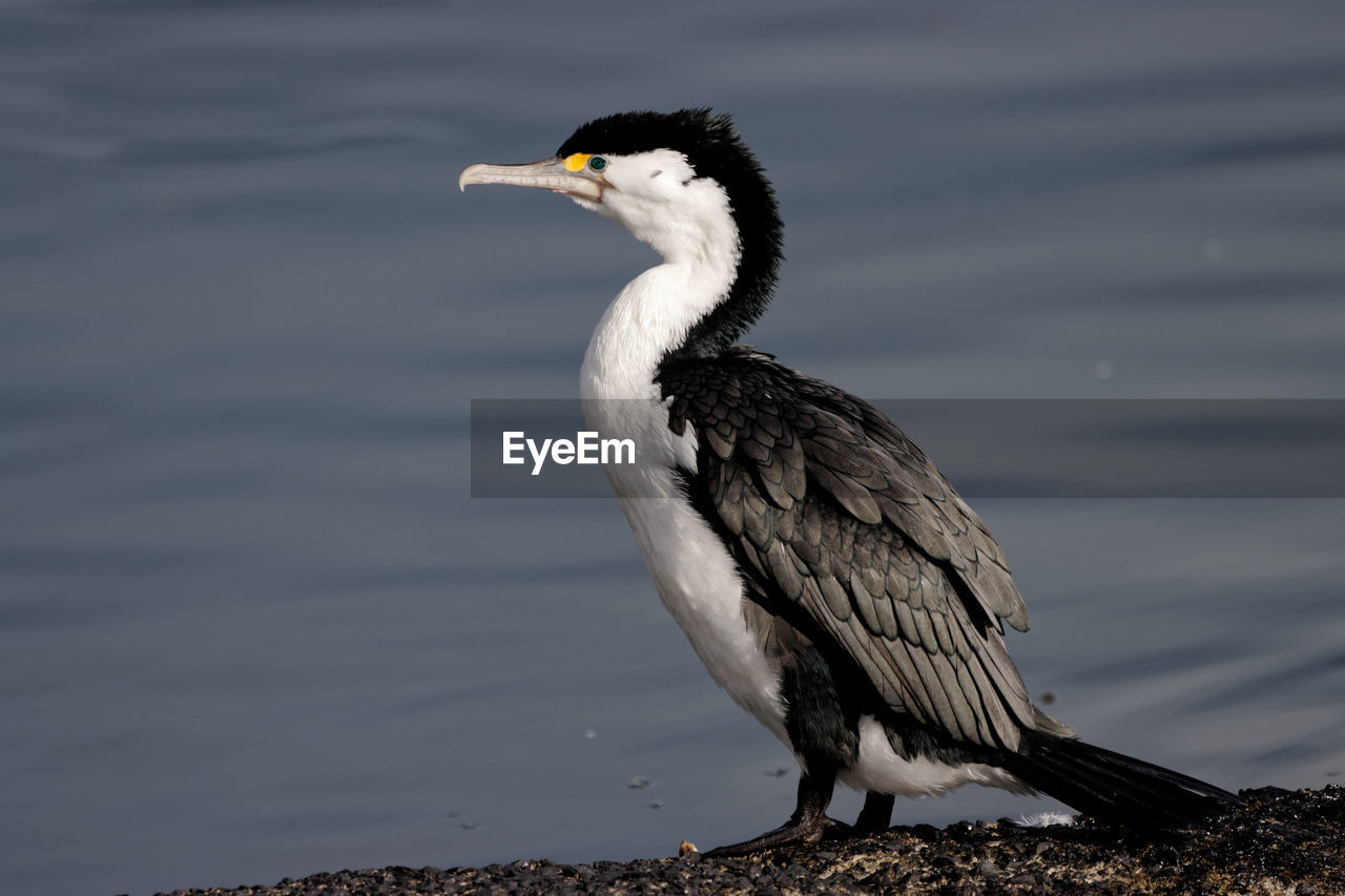New zealand pied shag
