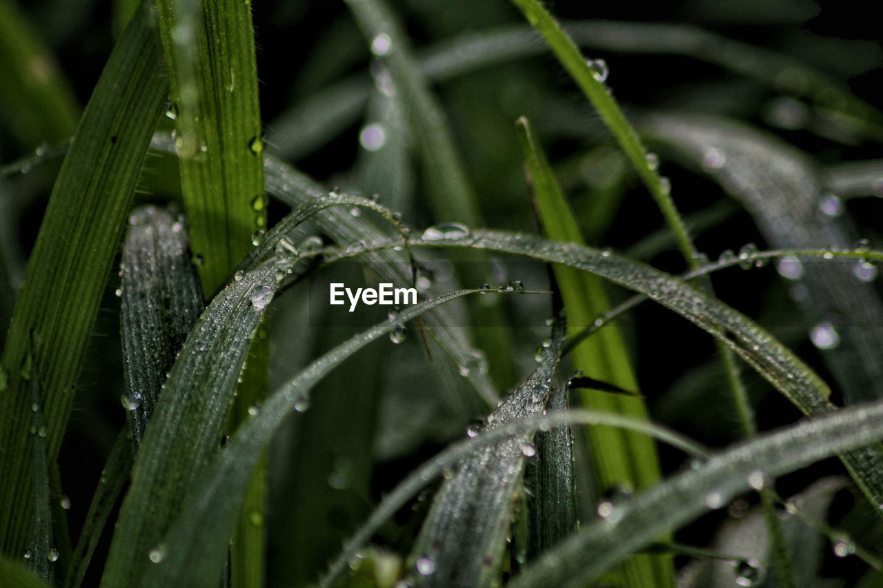 Full frame shot of wet grass