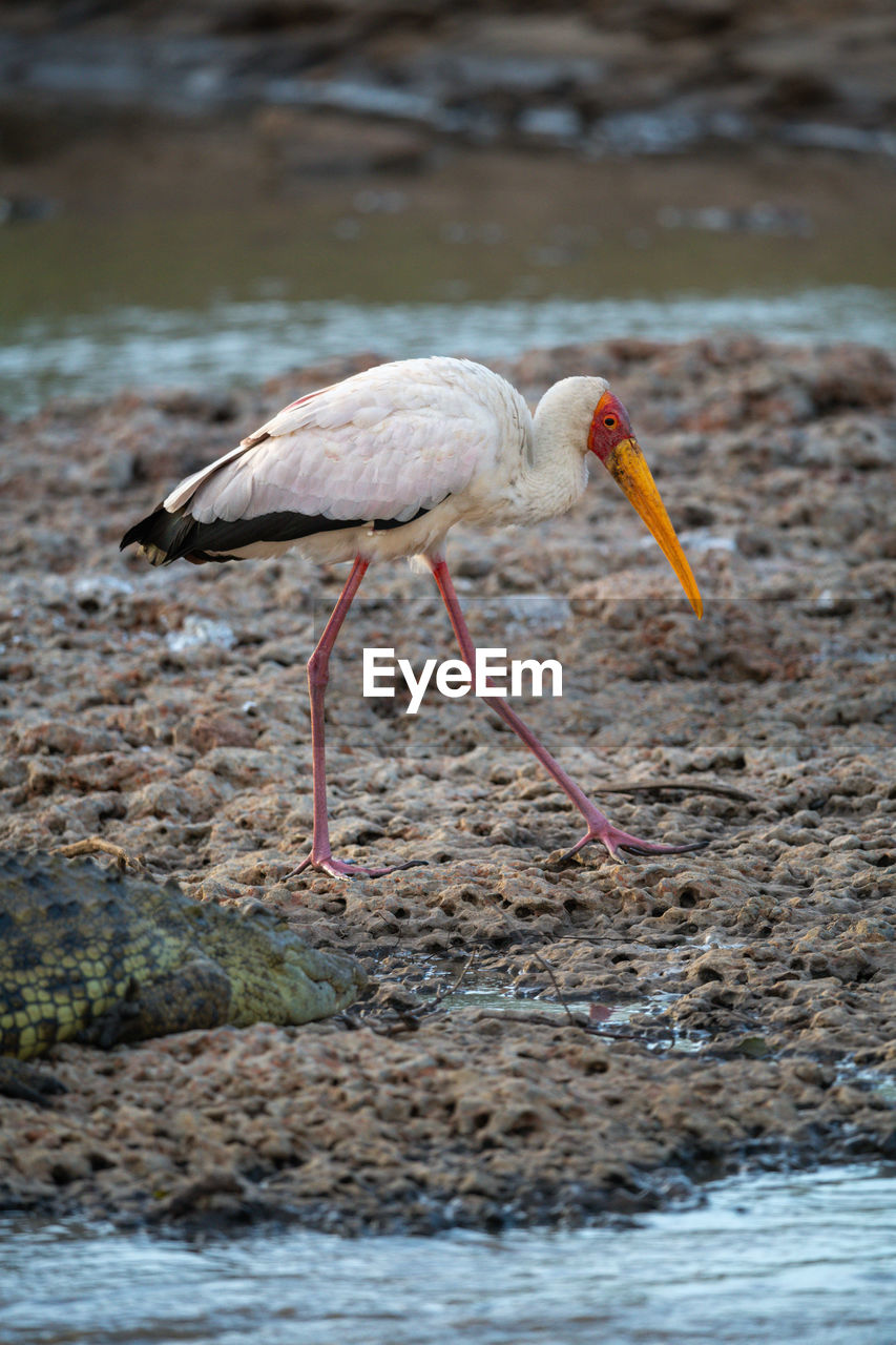 Yellow-billed stork walks along riverbank by croodile