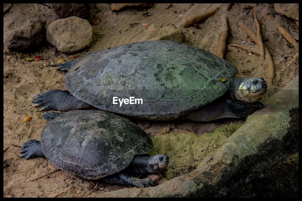 CLOSE-UP OF TURTLE ON ROCK