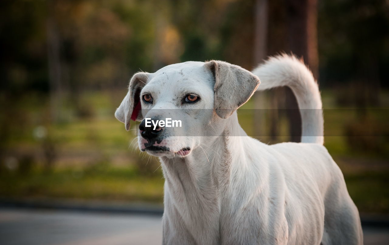 Close-up portrait of a dog