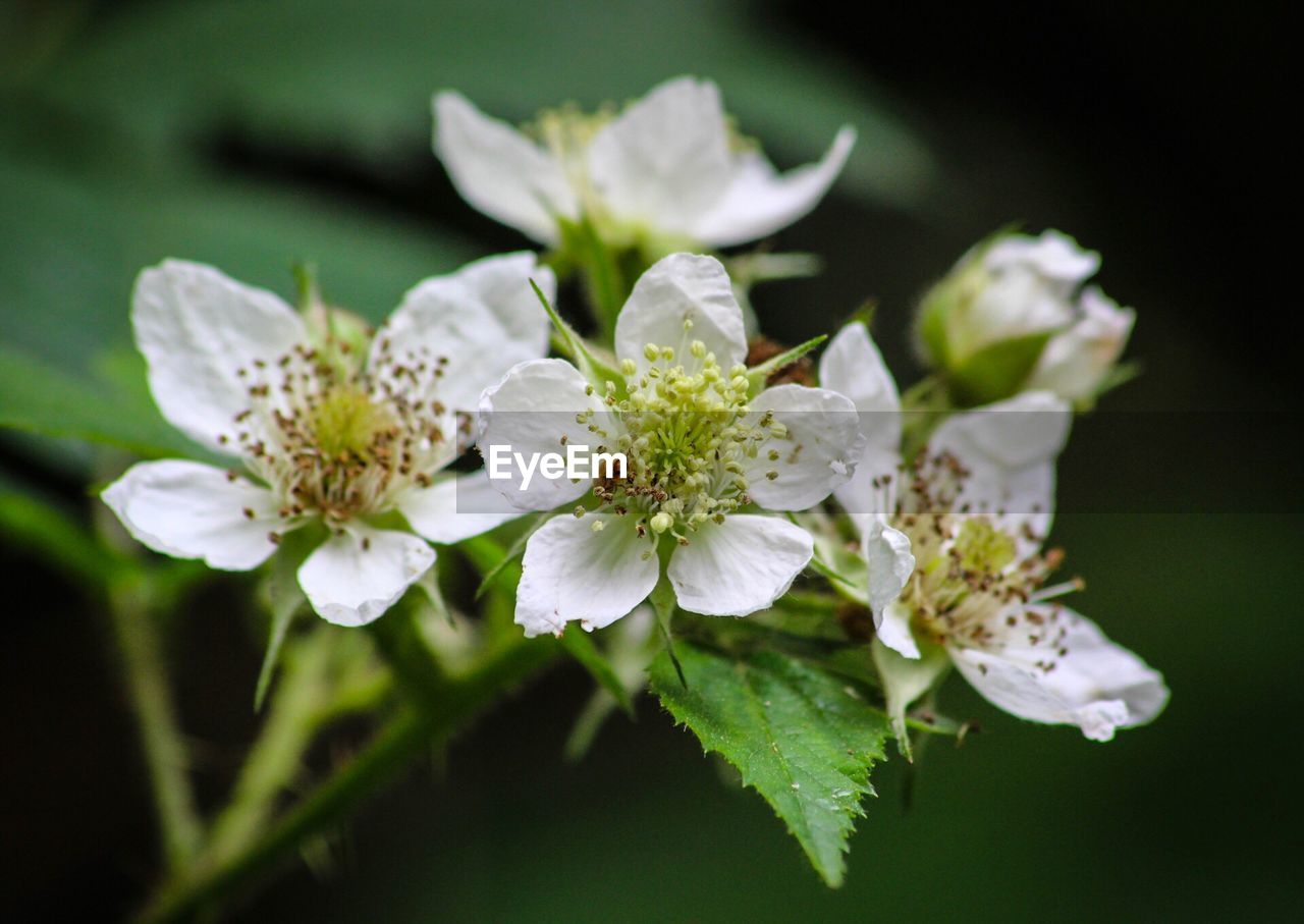 CLOSE-UP OF WHITE FLOWERS BLOOMING OUTDOORS