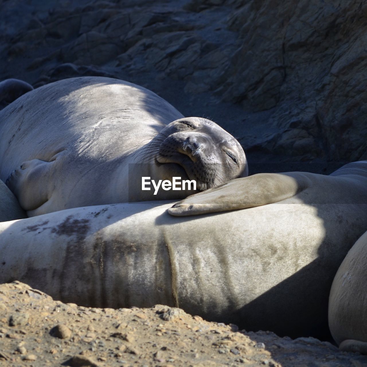 SEA LION ON SHORE