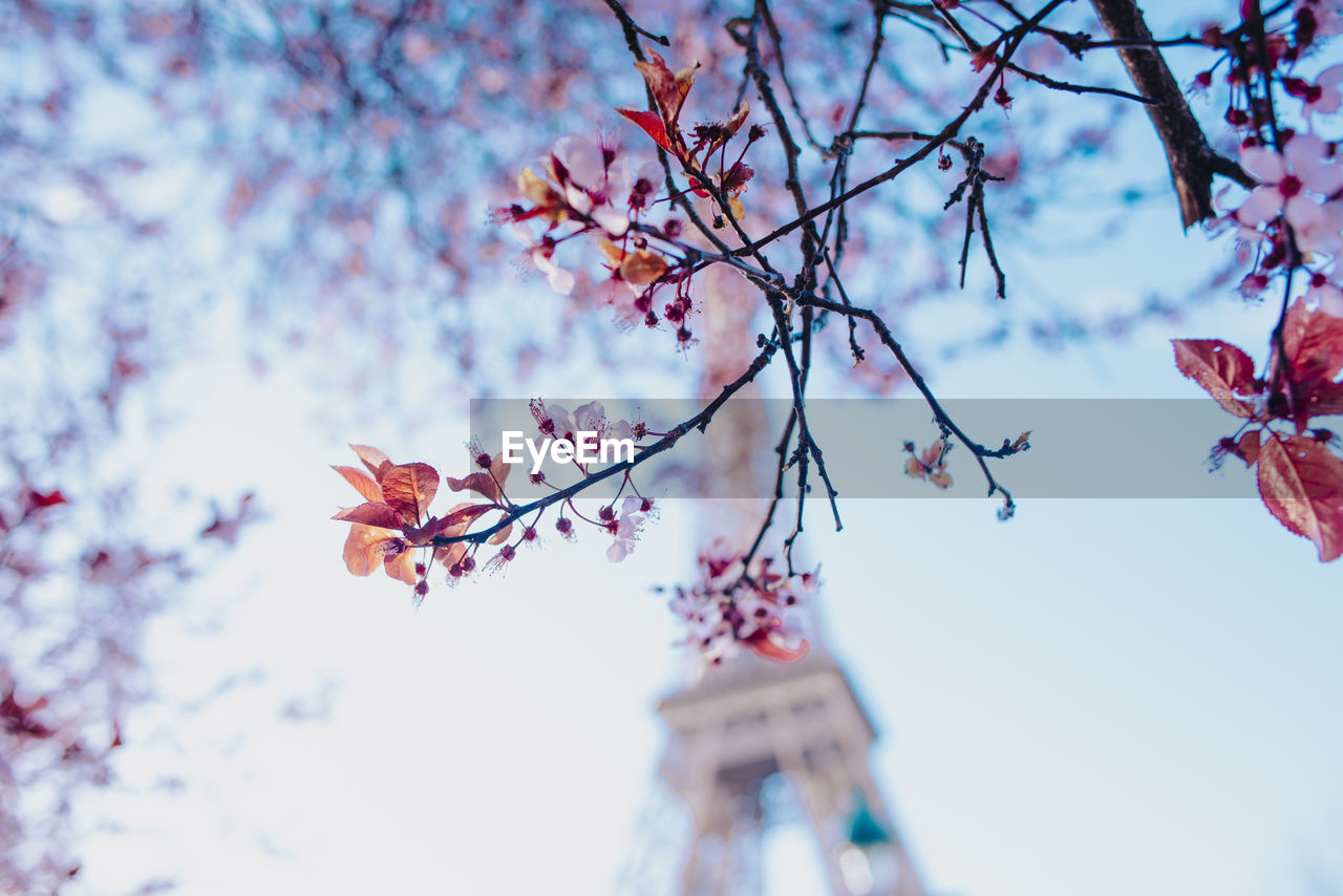 Low angle view of cherry blossoms against sky