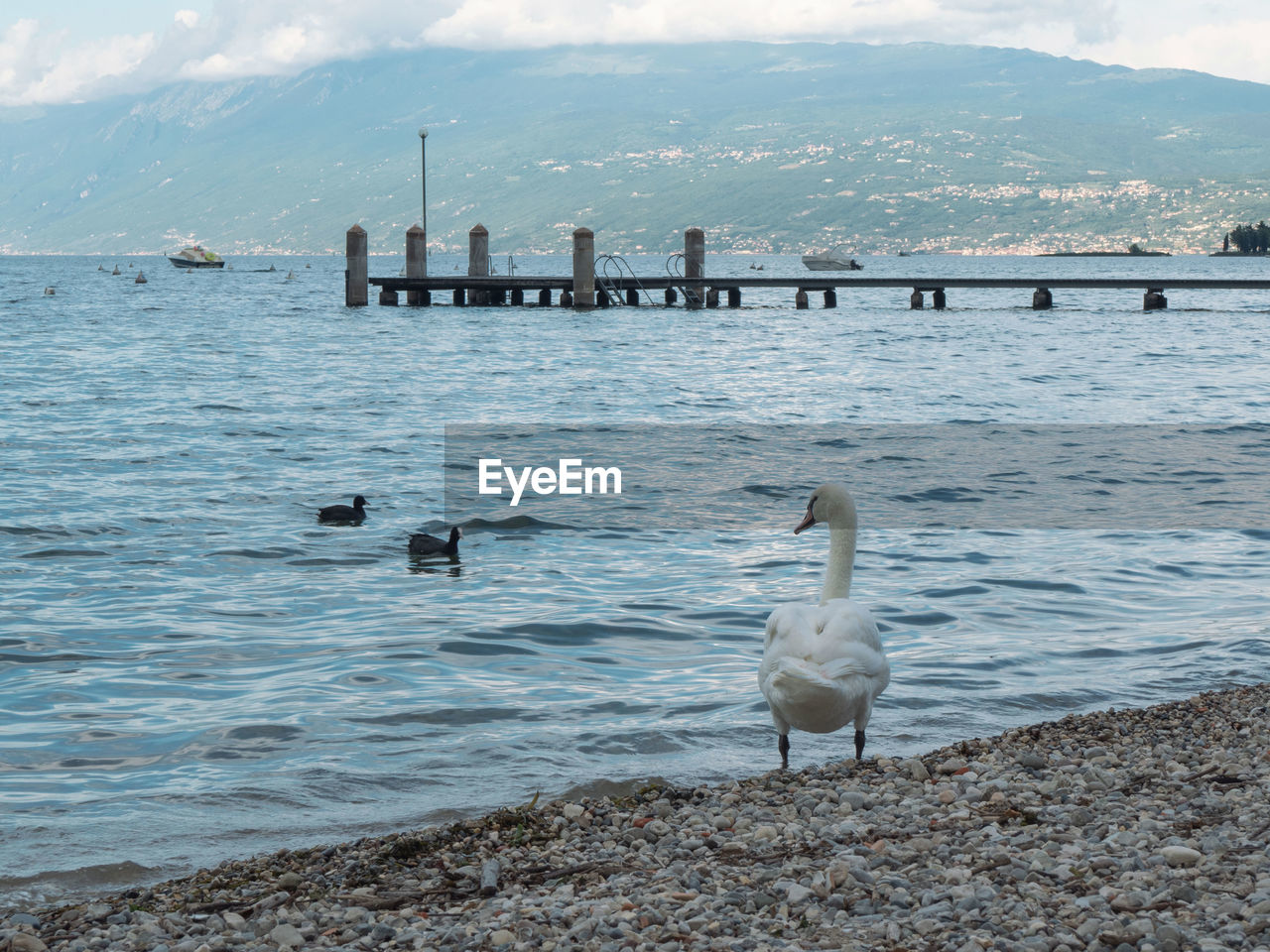 Seagull on a lake