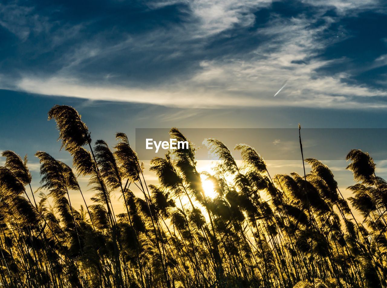 CLOSE-UP OF PLANTS AGAINST SKY