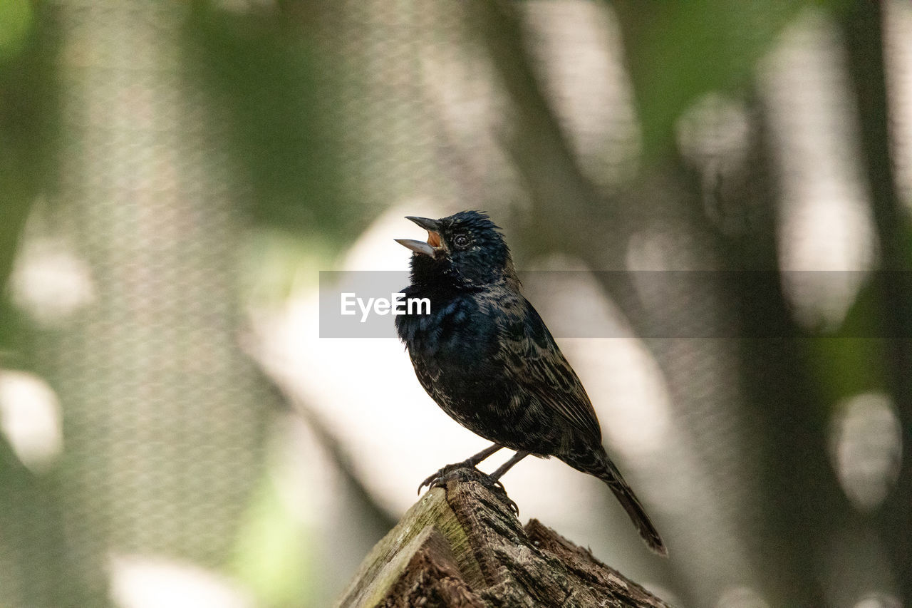 Perched male blue black grassquit bird volatinia jacarina in a tree in mexico.