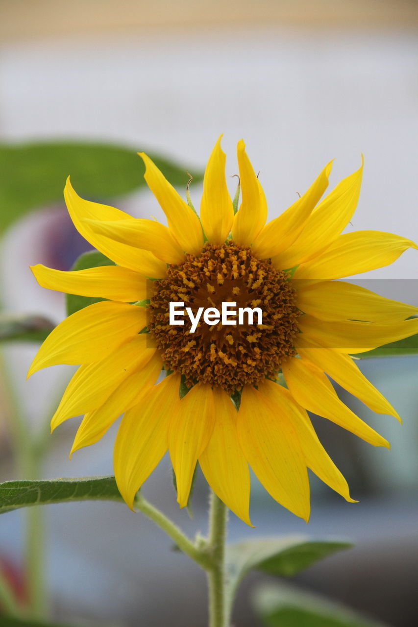 Close-up of sunflower blooming outdoors