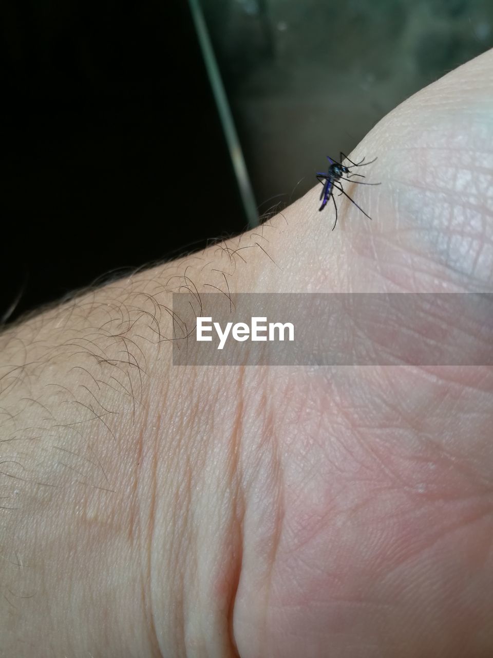 CLOSE-UP OF A INSECT ON HAND