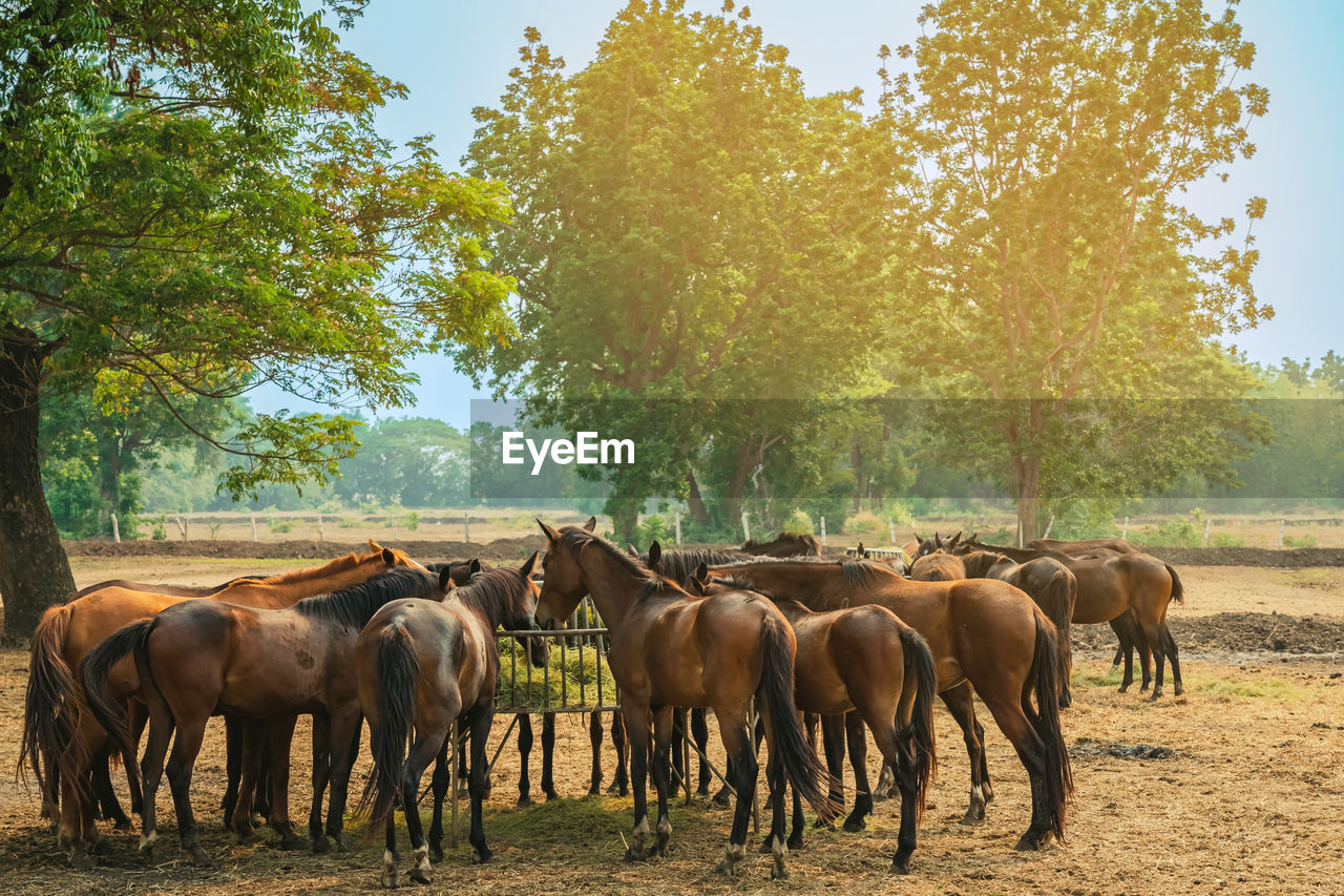 horse running on field