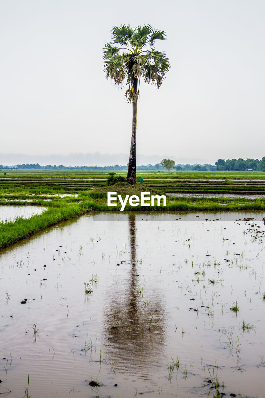 SCENIC VIEW OF PALM TREES AGAINST SKY