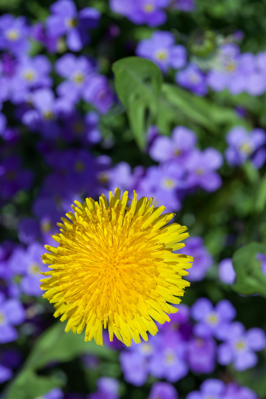 CLOSE-UP OF PURPLE FLOWER