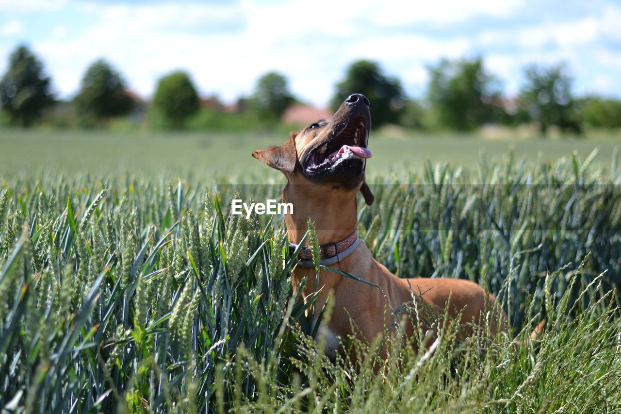 Dog sticking out tongue while looking up at farm