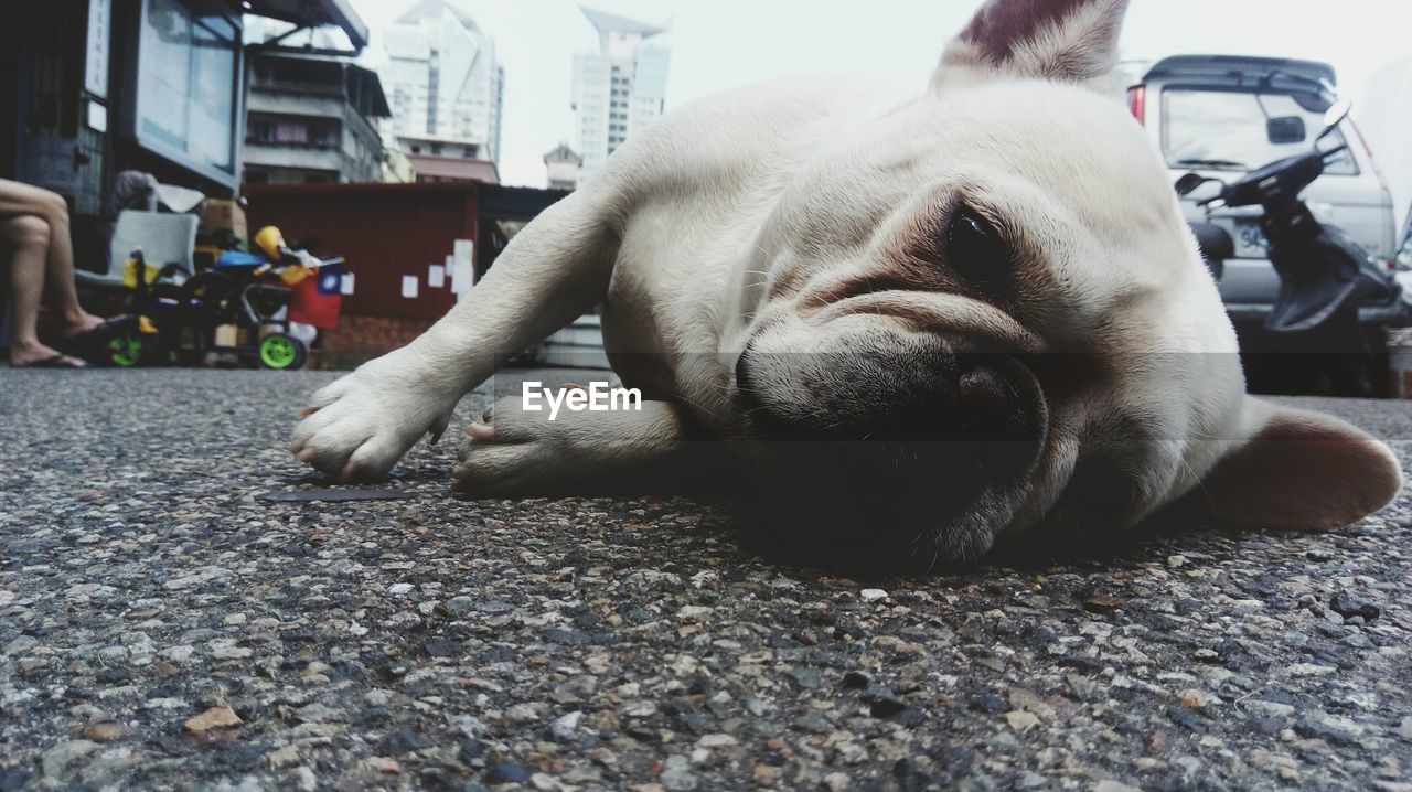 Dog lying on asphalt