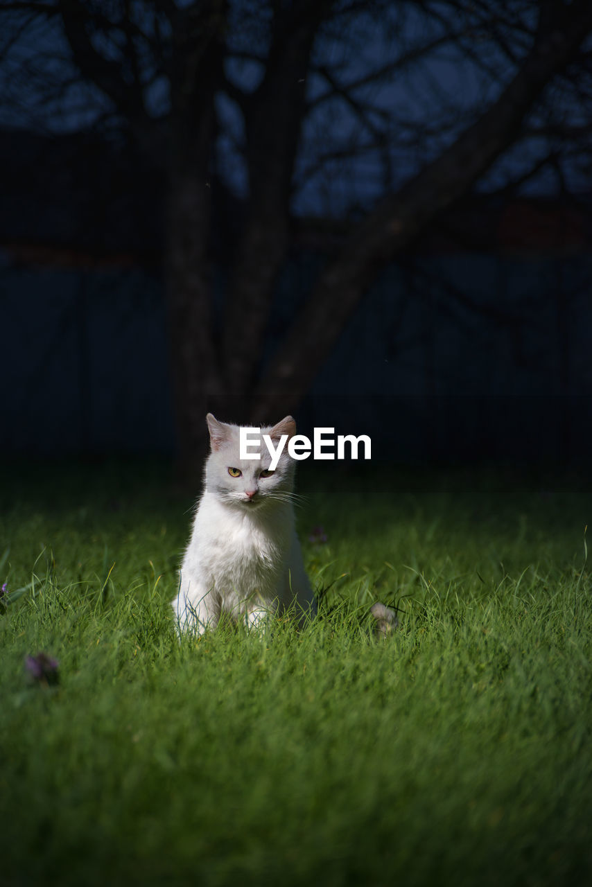 PORTRAIT OF A CAT ON GRASS