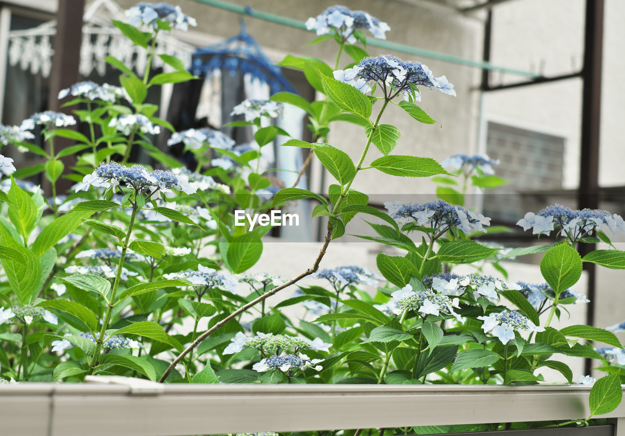 CLOSE-UP OF FLOWERING PLANTS