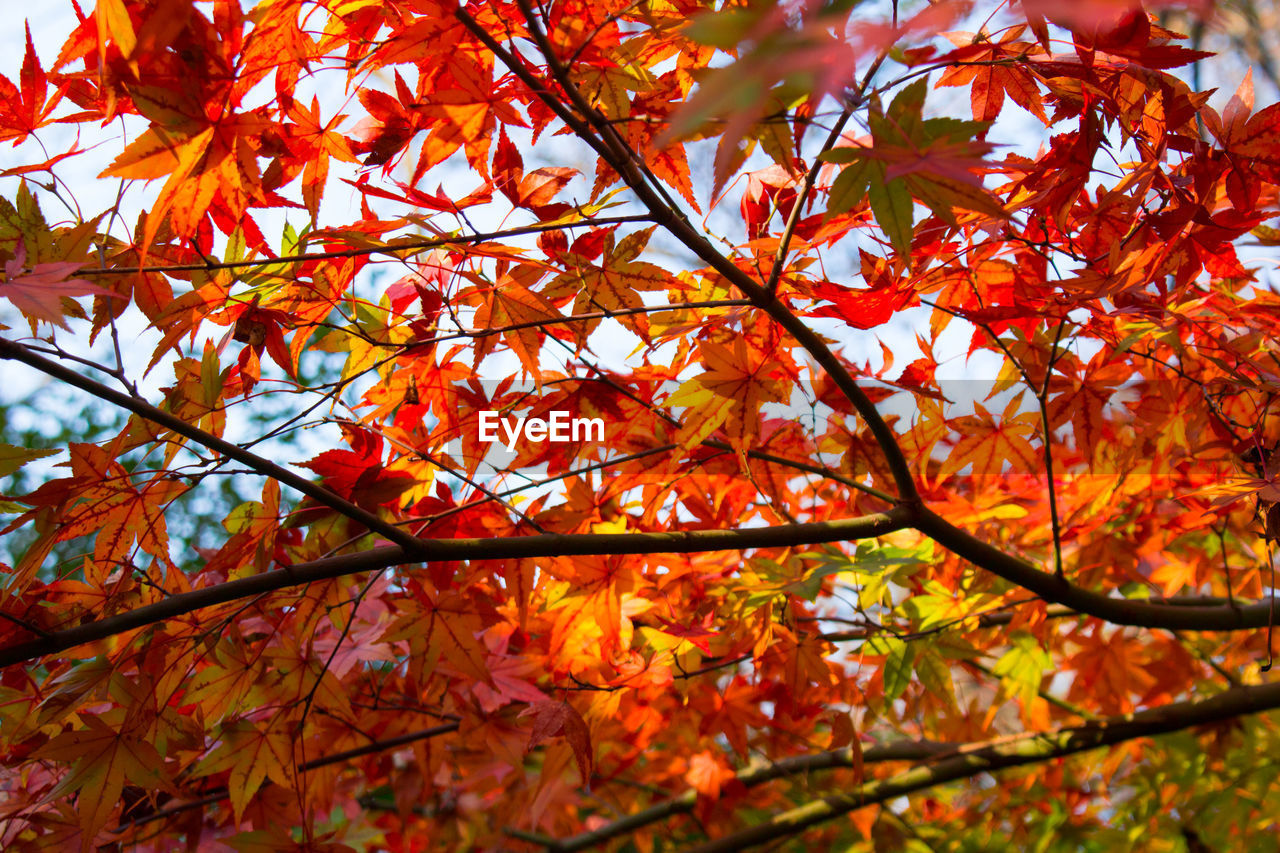 Low angle view of maple leaves on tree during autumn