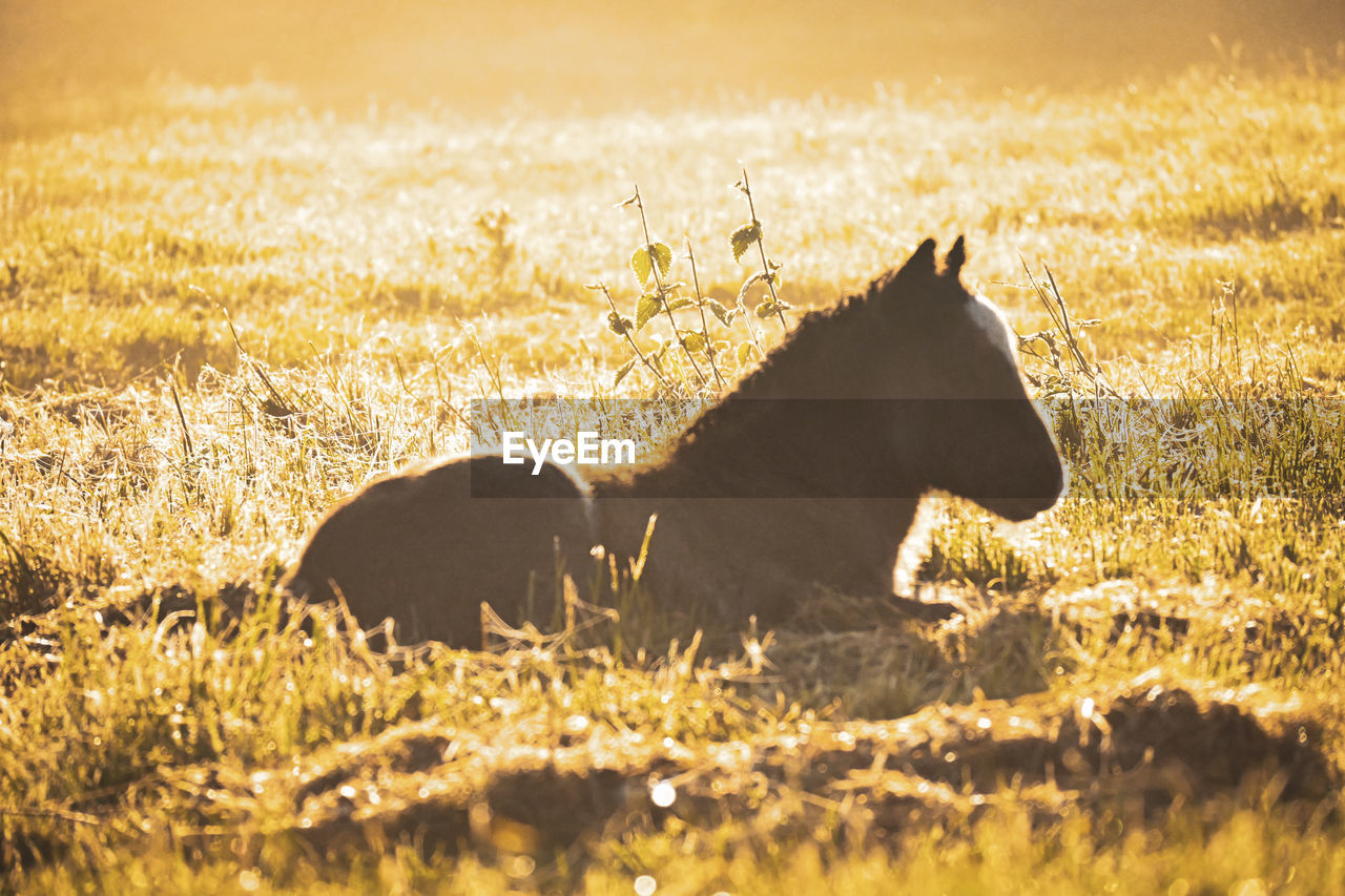 animal, animal themes, mammal, animal wildlife, horse, nature, grass, one animal, morning, wildlife, plant, no people, sunlight, side view, outdoors, domestic animals, land, field, day, landscape, back lit