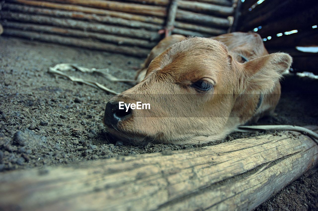 Calf resting by wood at shed