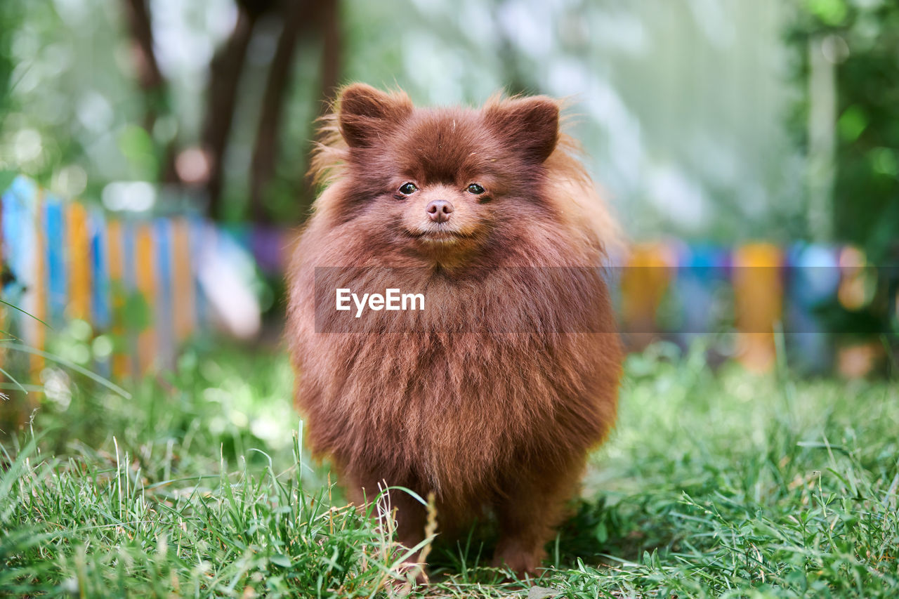 Pomeranian spitz dog in garden. cute brown pomeranian puppy spitz pom dog, green grass background