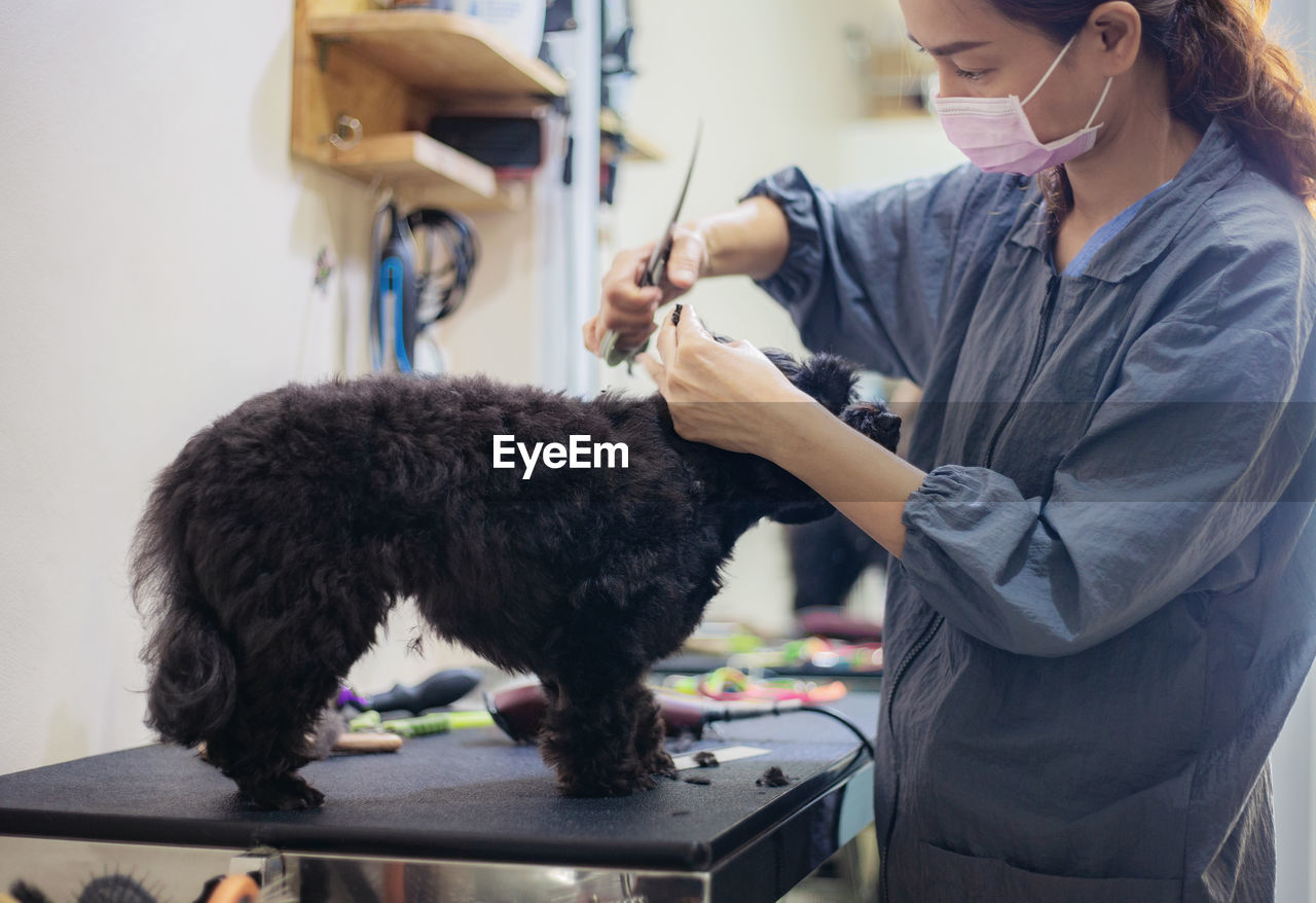 Veterinarian grooming dog at clinic